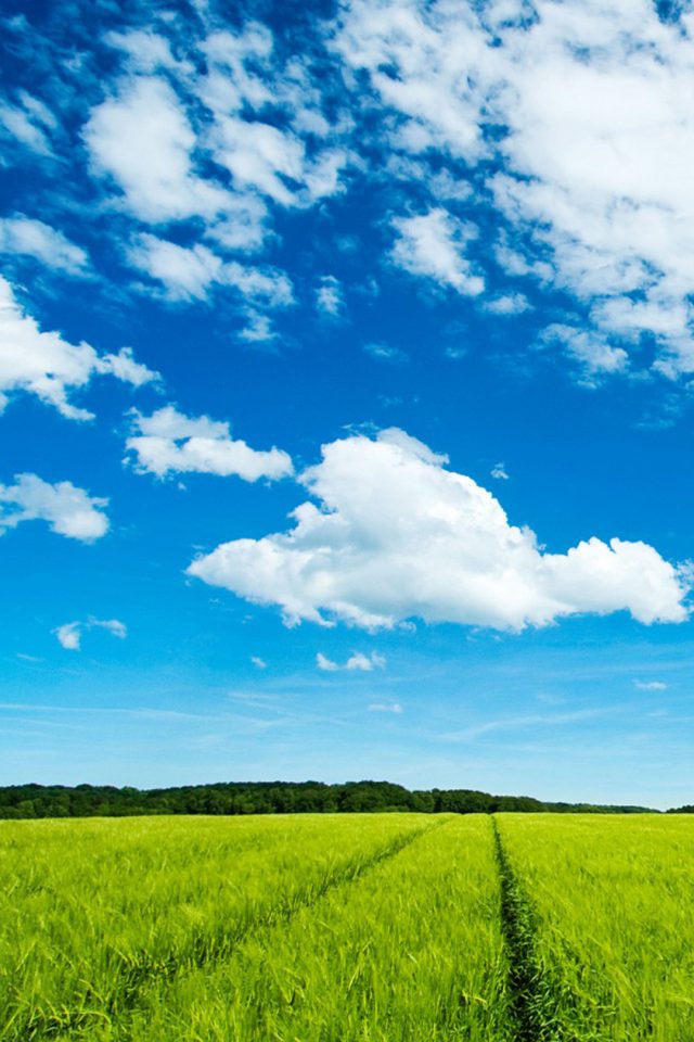 Great Sky And Grass Android wallpaper