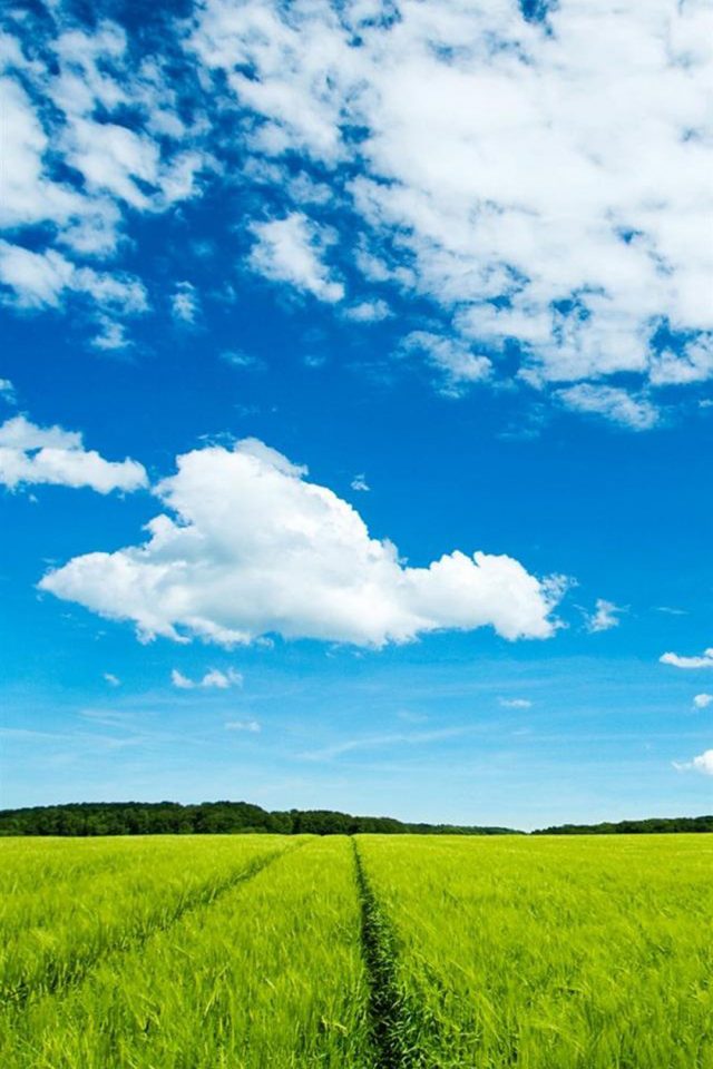 Sky Grass Android wallpaper