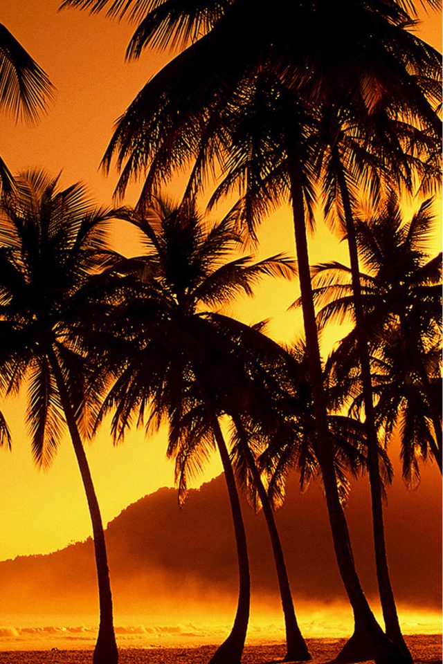 Palm Trees at Beach Android wallpaper
