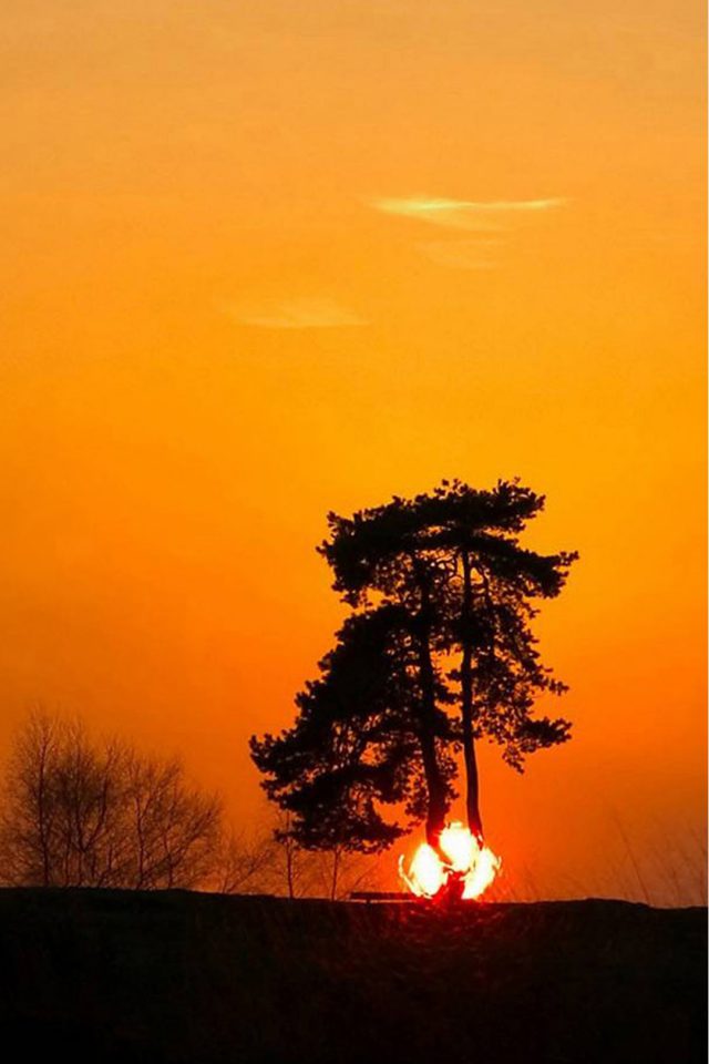 Sun through trees Android wallpaper