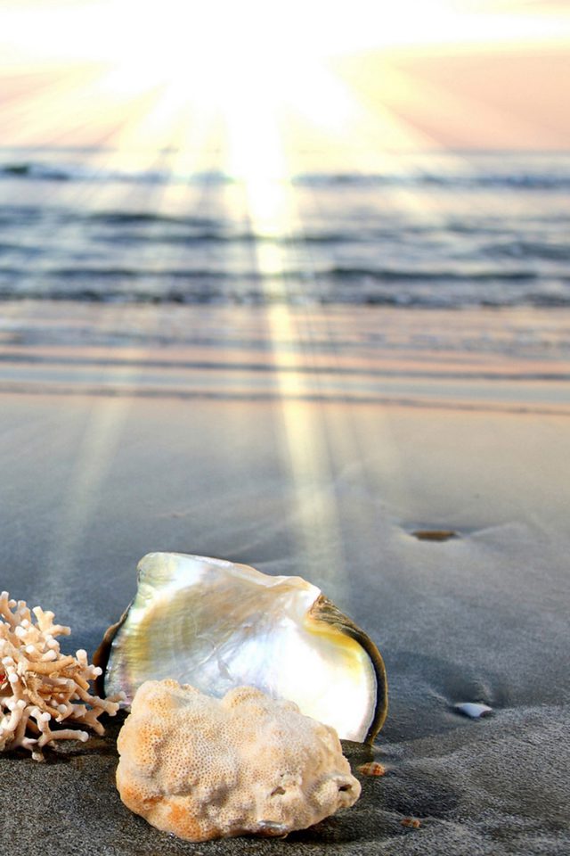Dawn beach shells Android wallpaper