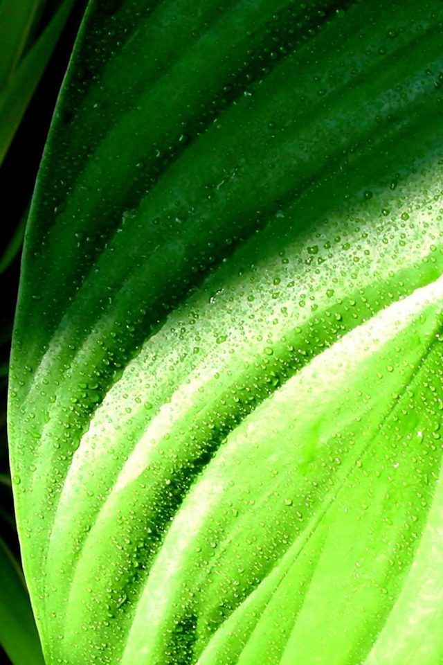 green-leaves-with-rain-drops Android wallpaper