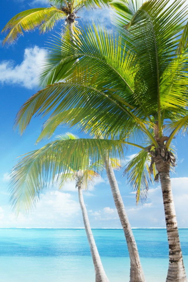 Caribbean sea and coconut palms Android wallpaper