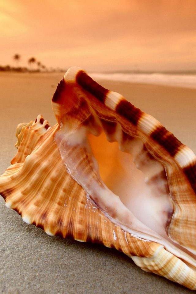 Sunset Beach Shell Android wallpaper