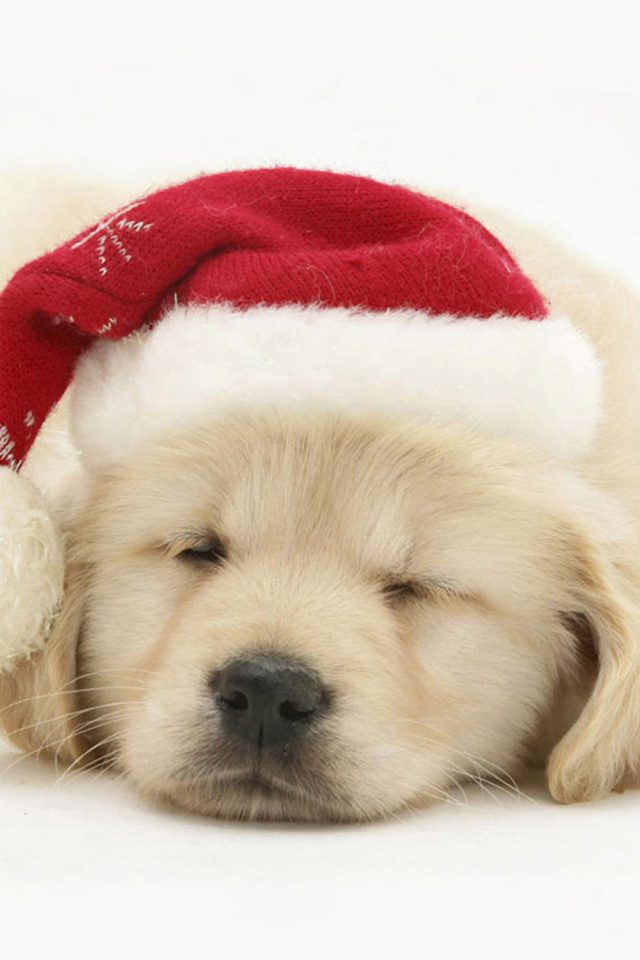 Puppy Christmas Android wallpaper