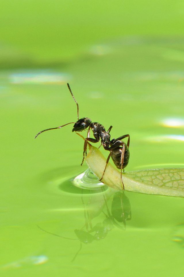 Ants HD Android wallpaper