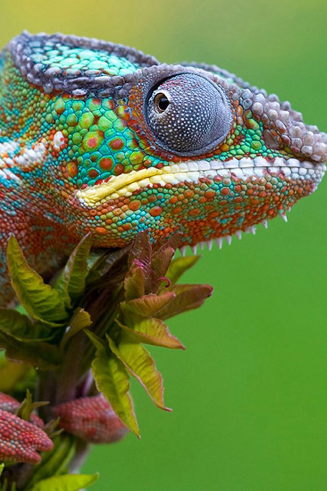 Colored Lizard Android wallpaper