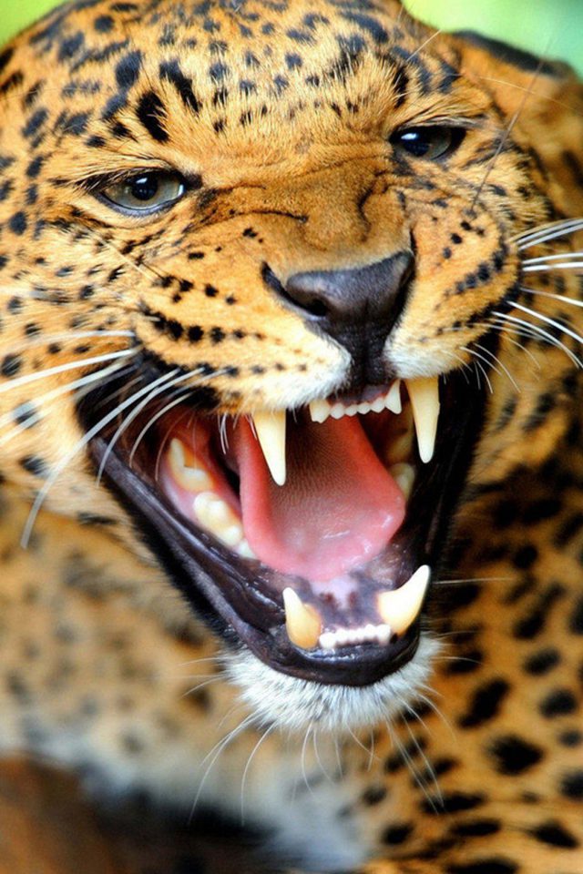 Crazy Angry Leopard Android wallpaper