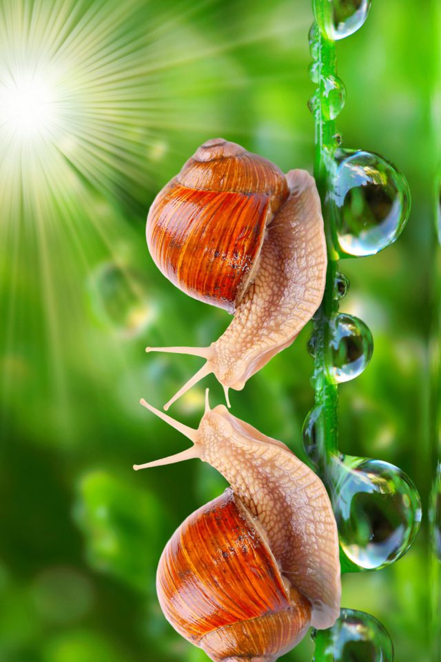 HD Loving Snail Android wallpaper