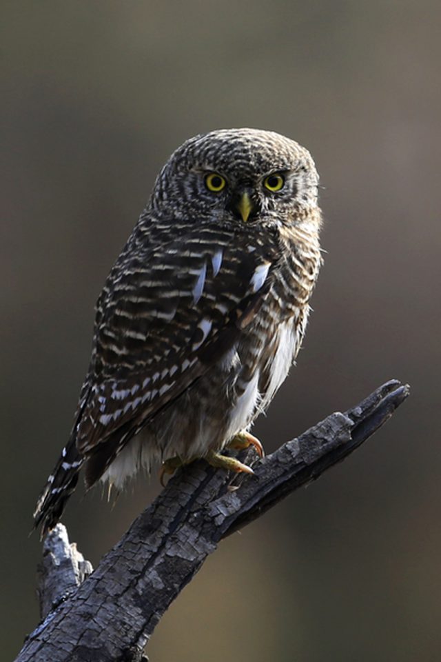 Interesting Young Owl Android wallpaper