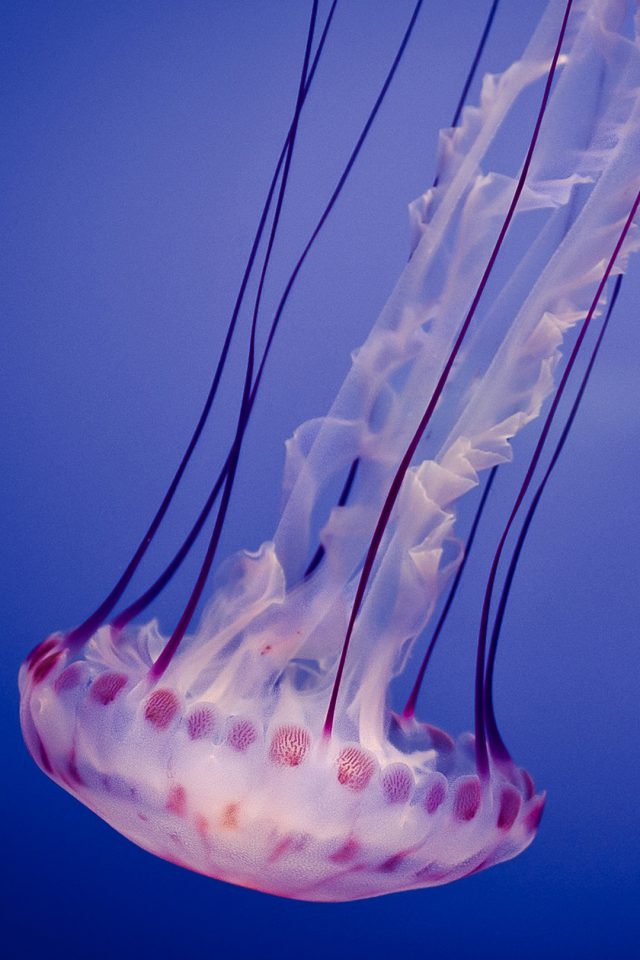Jellyfish Android wallpaper