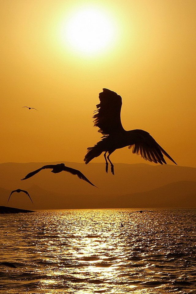Perfect Sunset Seagull Android wallpaper