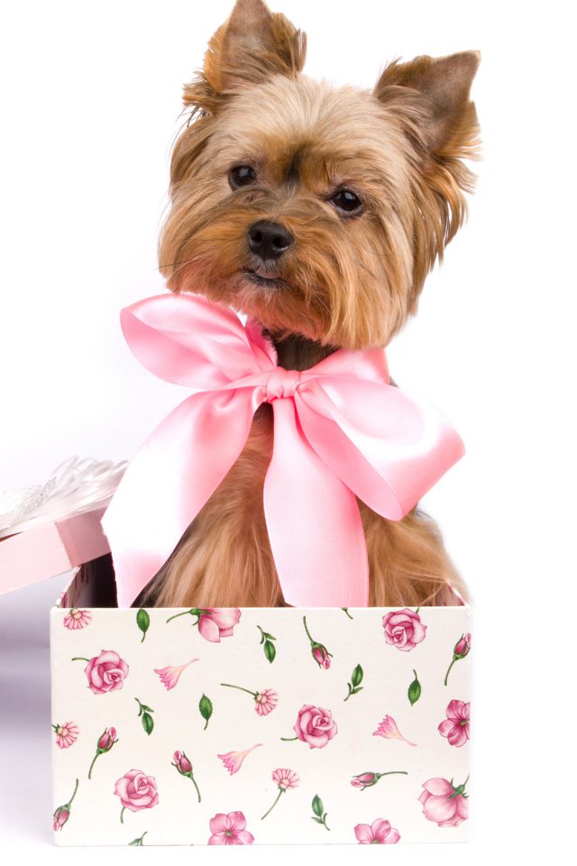 Puppy Gift Ideas Android wallpaper