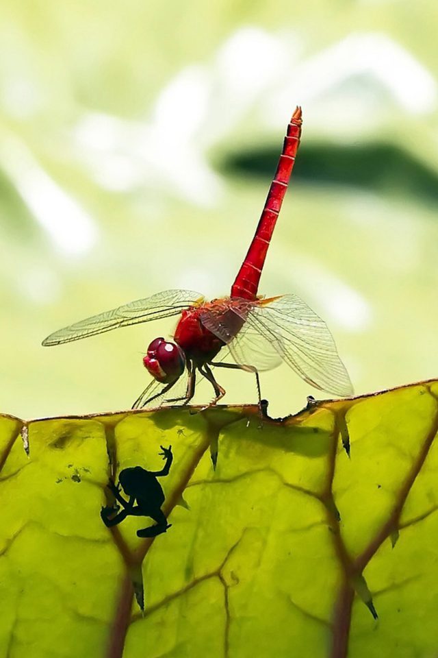 Red Dragonfly Android wallpaper