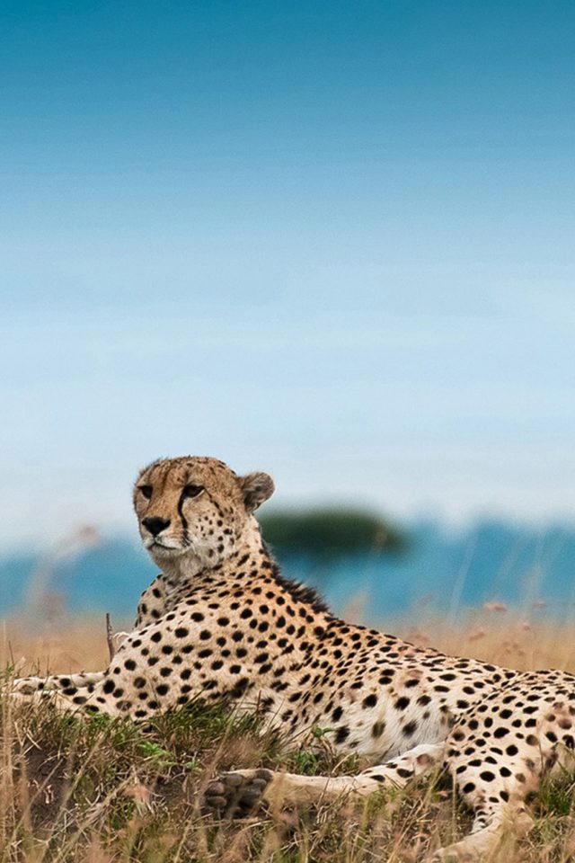 South Africa Leopard Android wallpaper
