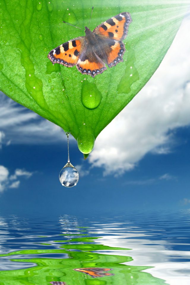 Sunshine Green Leaf Butterfly Android wallpaper