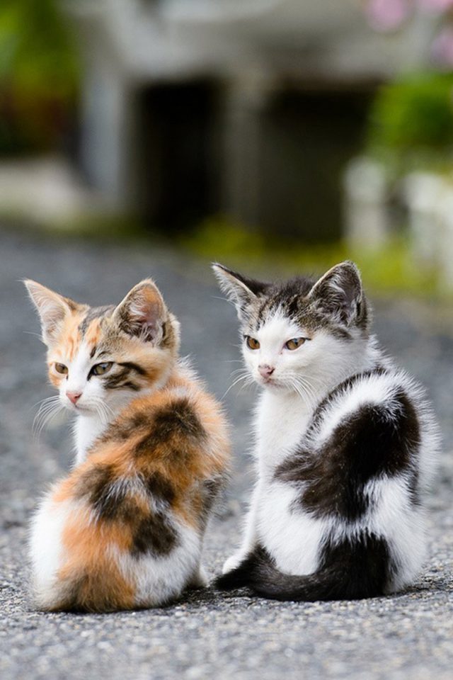 Two Very Cute Cats Android wallpaper
