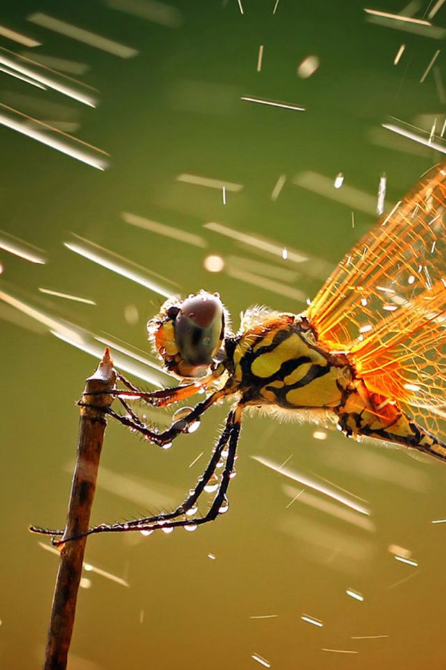 Wind Dragonfly Android wallpaper