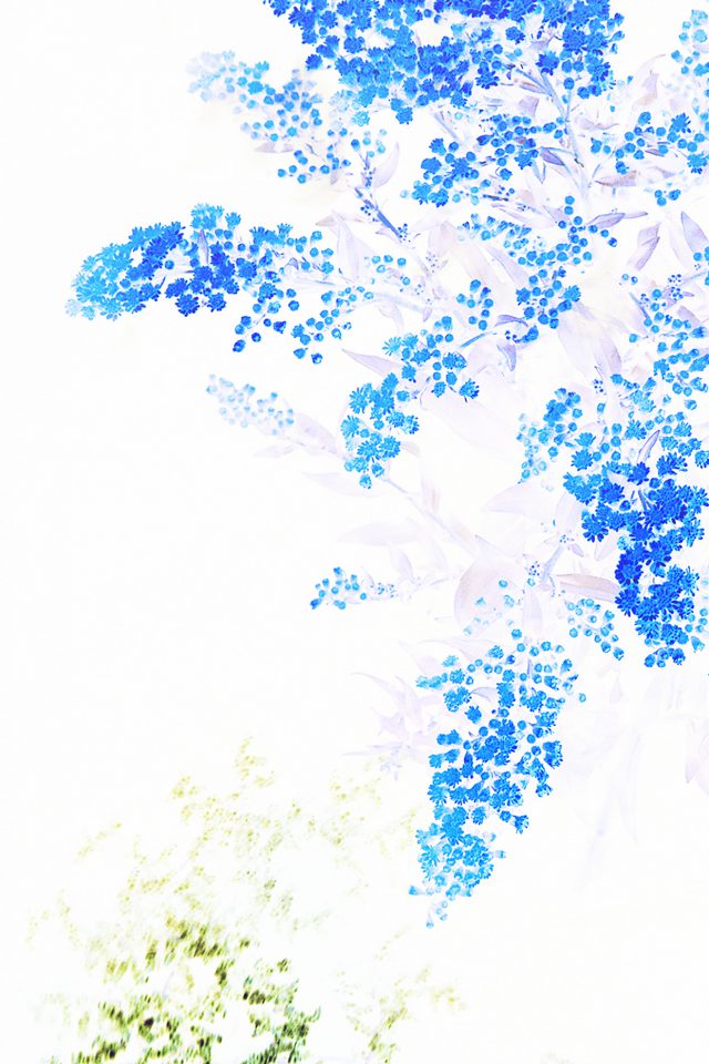 Apple Blue White Flower IOS9 Android wallpaper