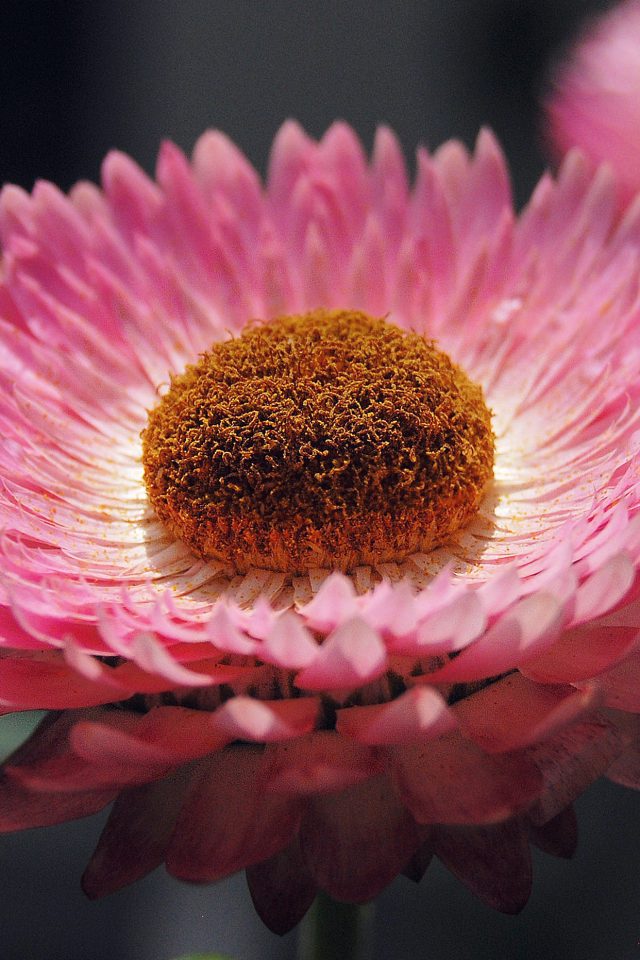 Bokeh Flower Pink Nature Beautiful Android wallpaper