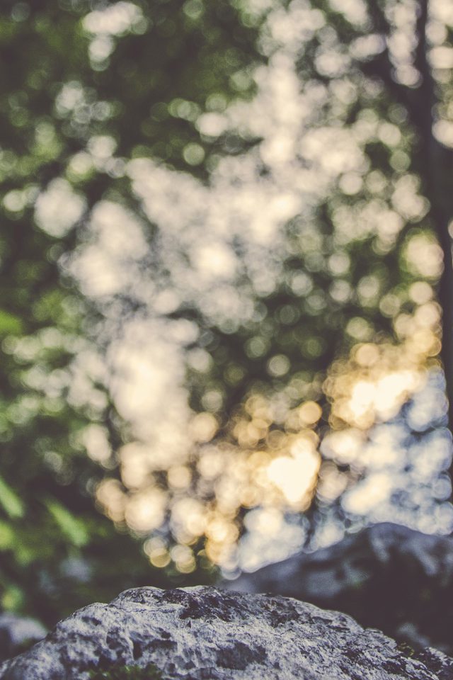 Bokeh Forest Tree Ales Krivec Android wallpaper