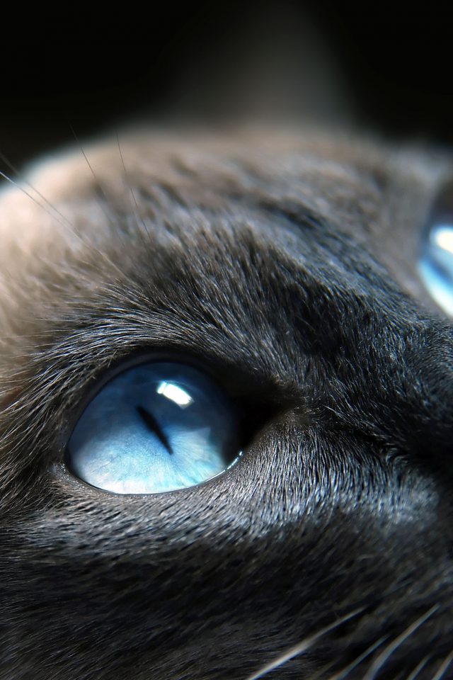 Cats Blue Eye Cute Android wallpaper