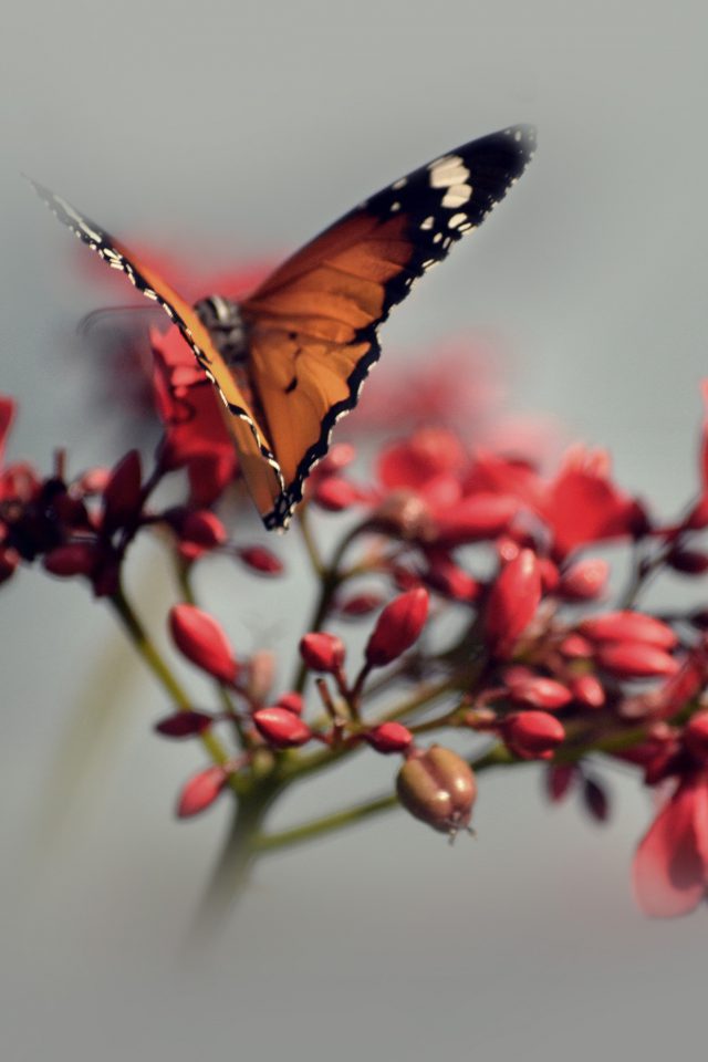 Nature Butterfly Flower Red Android wallpaper