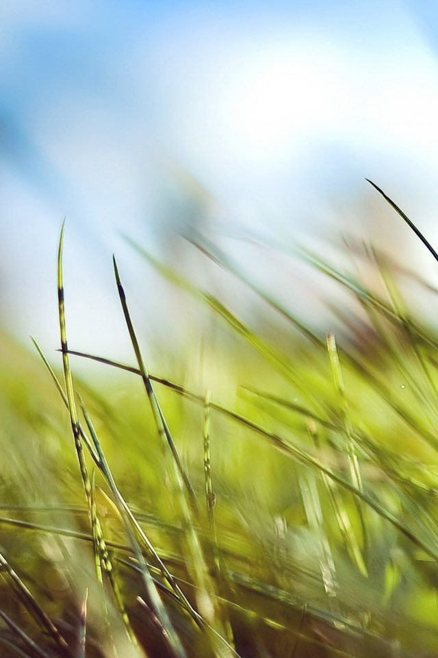 Nature Green Grass Bokeh Summer Android wallpaper