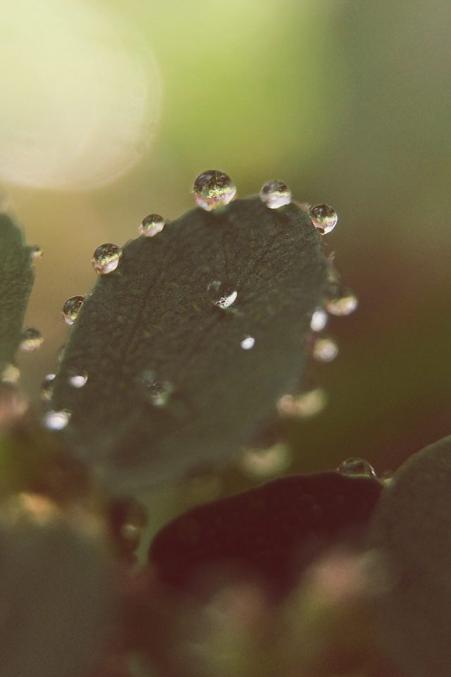 Nature Morning Dew Leaf Flower Rain Android wallpaper