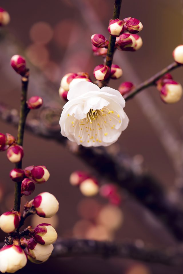 Apricot Flower Bud Spring Nature Twigs Tree Android wallpaper