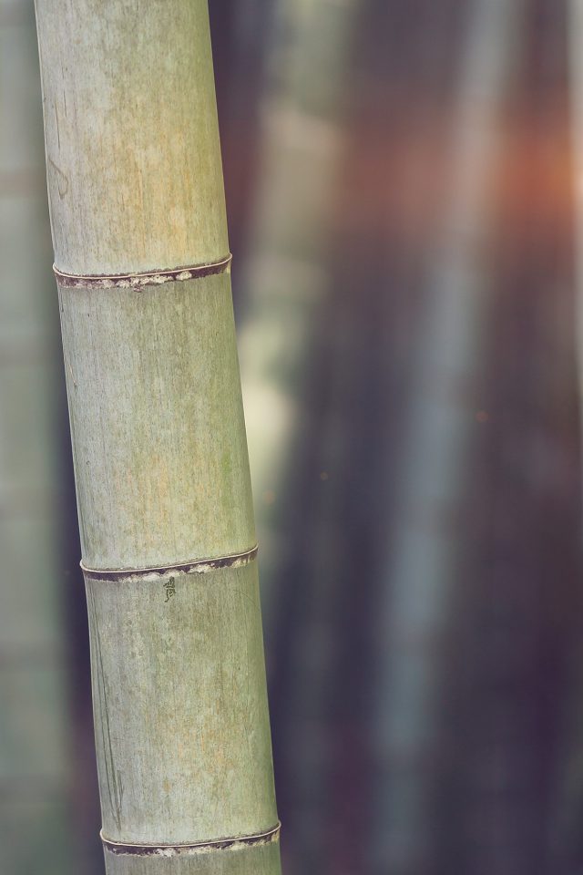 Bamboo Nature Tree Blue Android wallpaper
