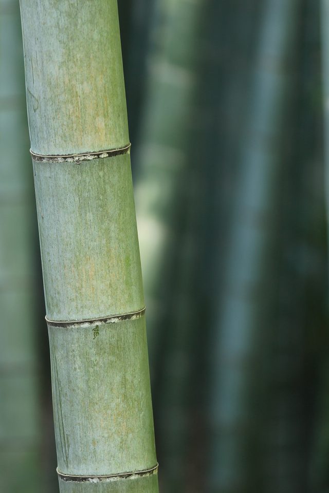 Bamboo Nature Tree Green Android wallpaper
