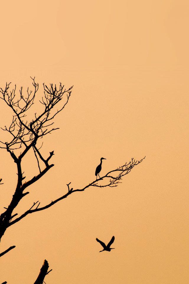 Bird Sunset Tree Nature Minimal Android wallpaper