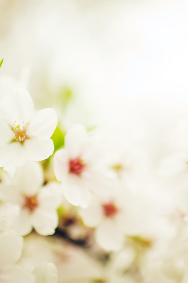 Blossom Cherry Spring Sakura Nature Flower Android wallpaper