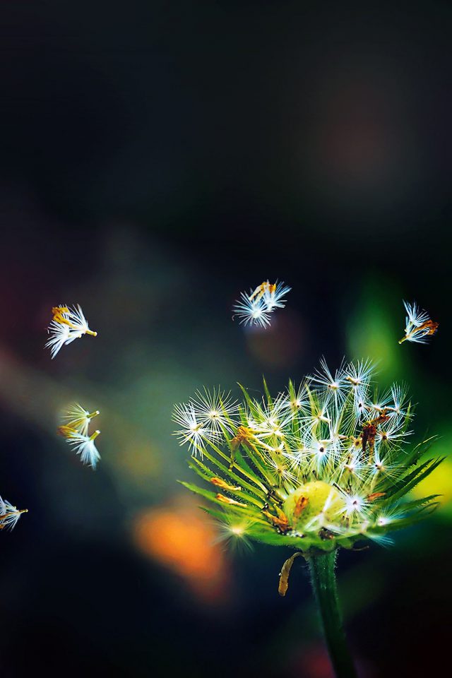 Blow Dandelion Flower Nature Android wallpaper