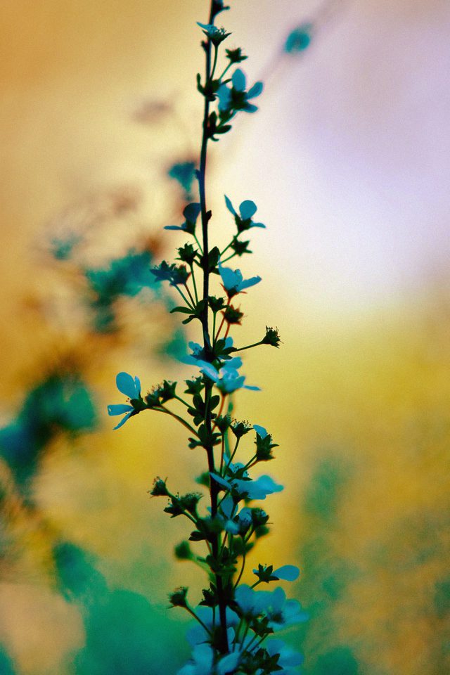 Blue Flower Sunny Bright Day Bokeh Nature Android wallpaper
