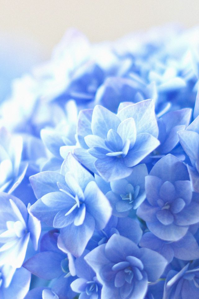 Blue Hortensia Flower Beautiful Nature Android wallpaper