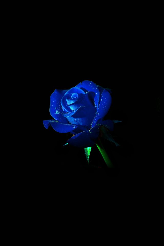 Blue Rose Dark Flower Nature Android wallpaper