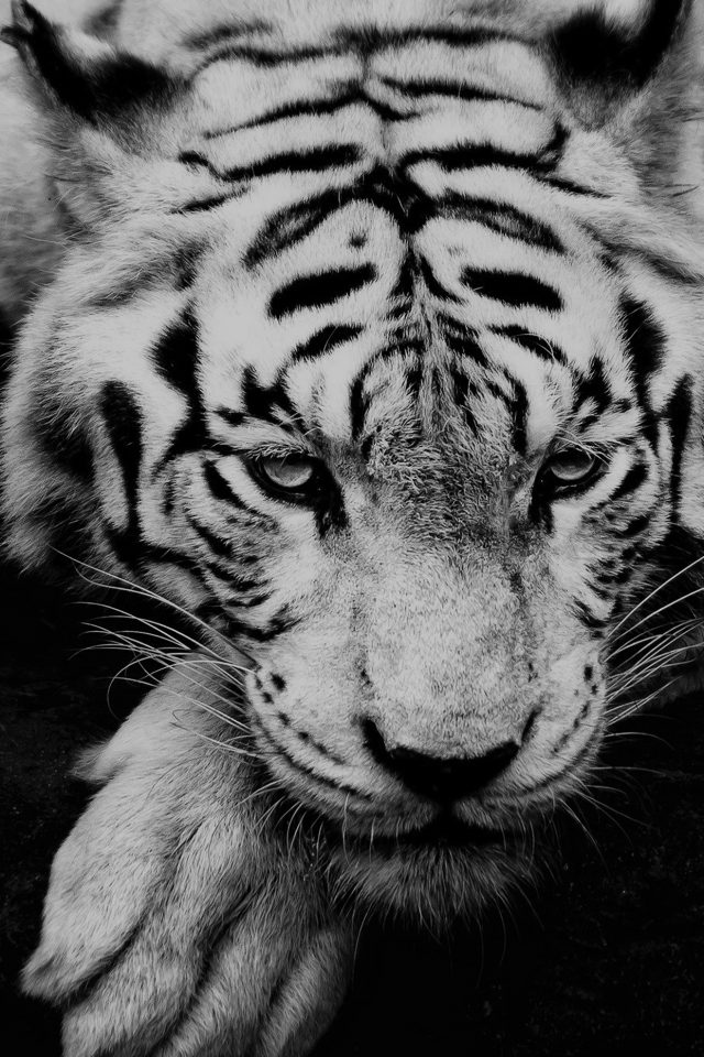 Bw Dark Tiger Animal Android wallpaper