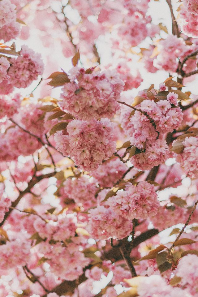 Cherry Blossoms Sakura Japan Android wallpaper