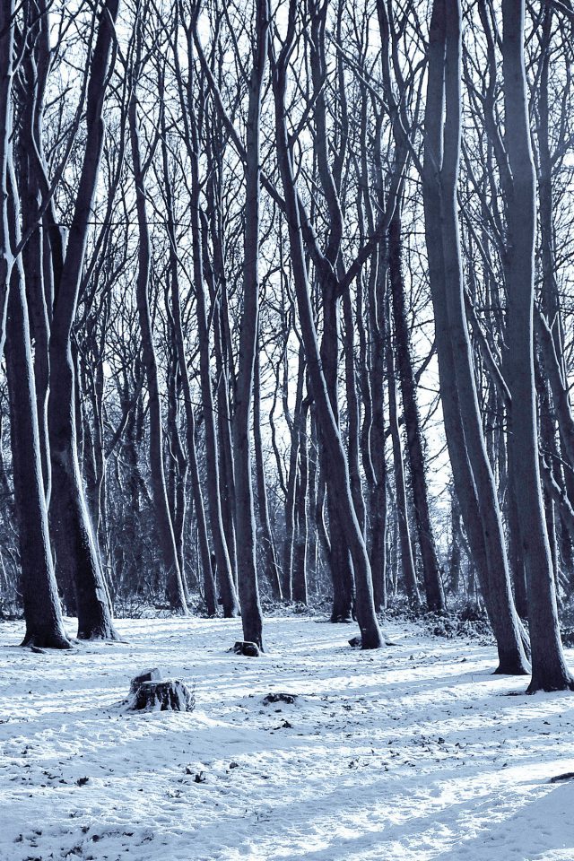 Cold Winter Forest Snow Nature Mountain Android wallpaper
