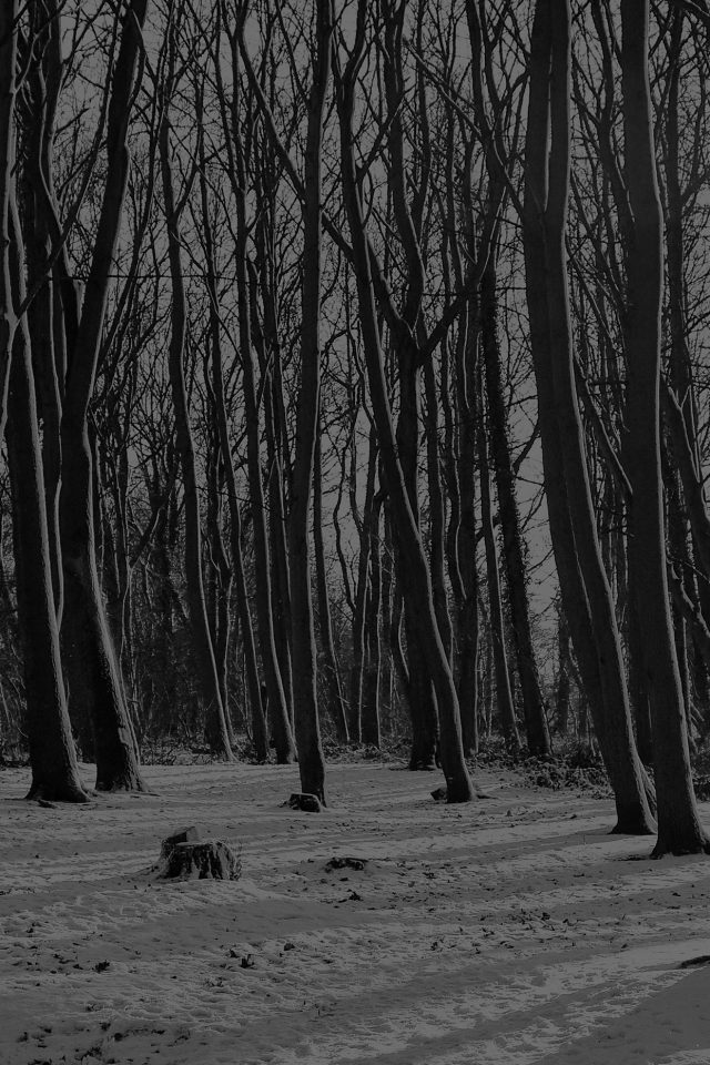 Cold Winter Forest Snow Nature Mountain Dark Bw Android wallpaper