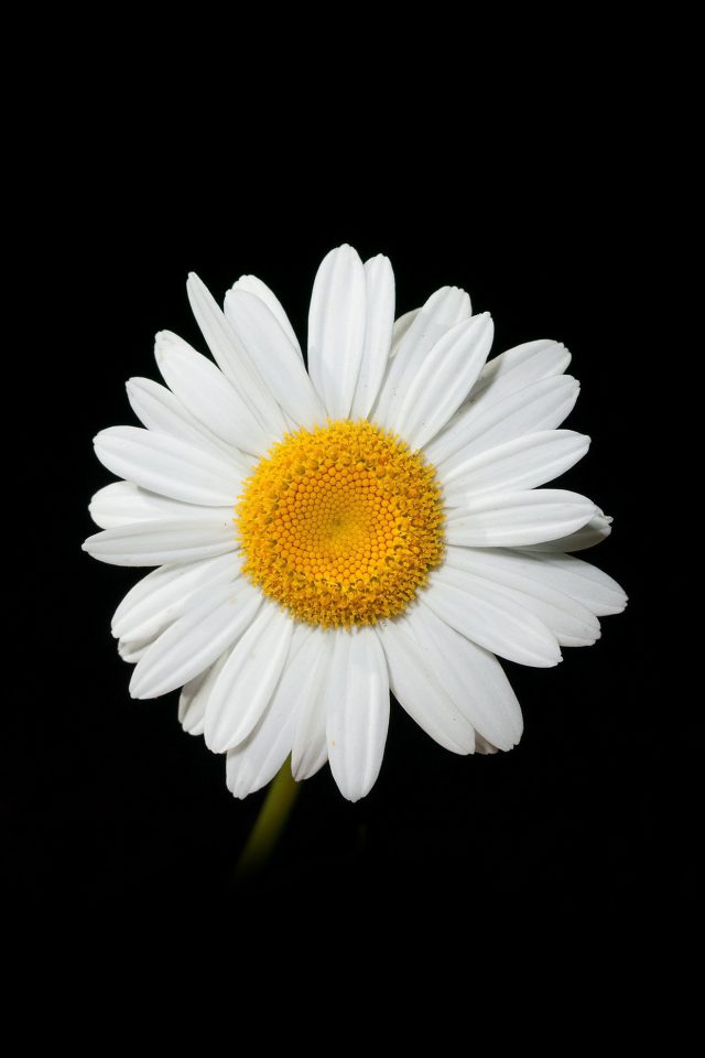 Daisy Flower Dark Nature Android wallpaper