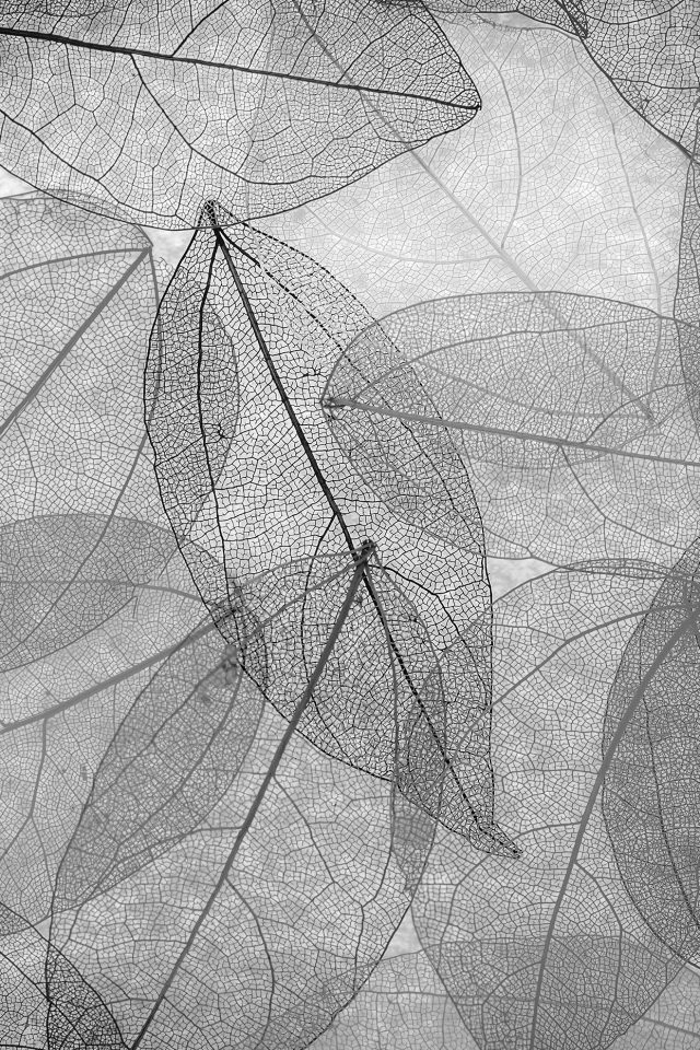 Dark Bw Leaf Art Fall Nature Pattern Android wallpaper
