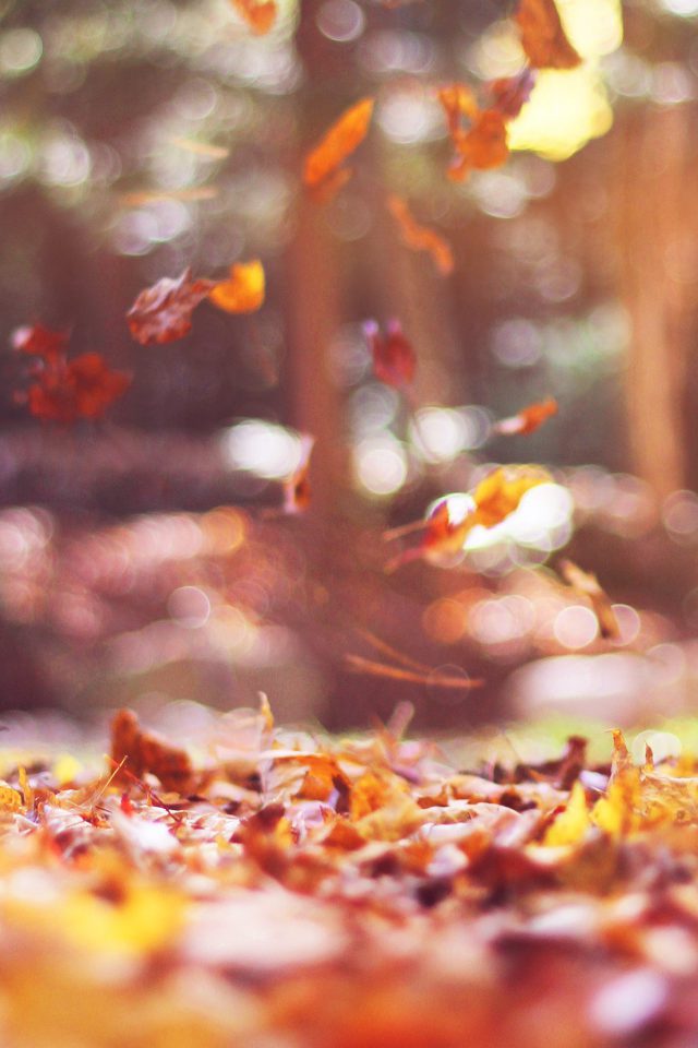 Fall Leaves Nature Tree Year Sad Flare Android wallpaper