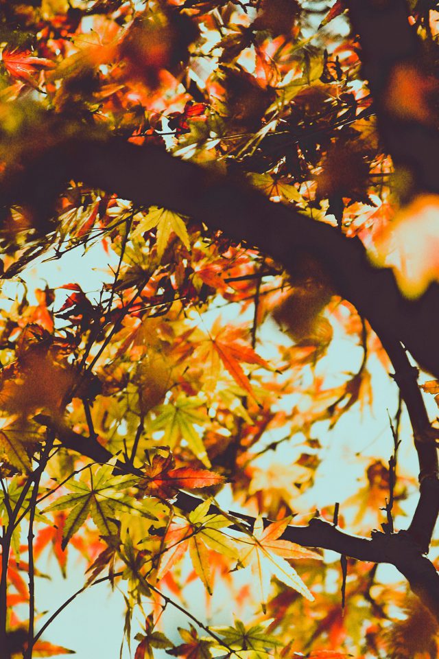 Fall Tree Leaf Autumn Nature Mountain Android wallpaper