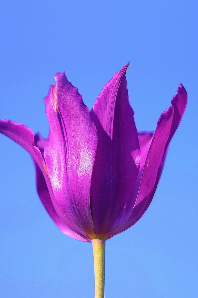 Purple Tulip Flower Blue Sky Android wallpaper