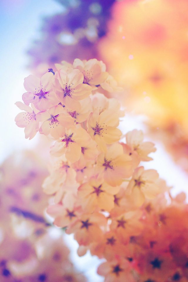 Flower Blossom Cherry Blue Flare Tree Nature Android wallpaper