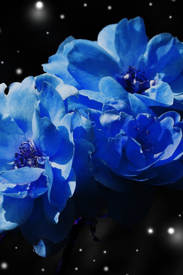 Flower Blue Snow Nature Art Android wallpaper
