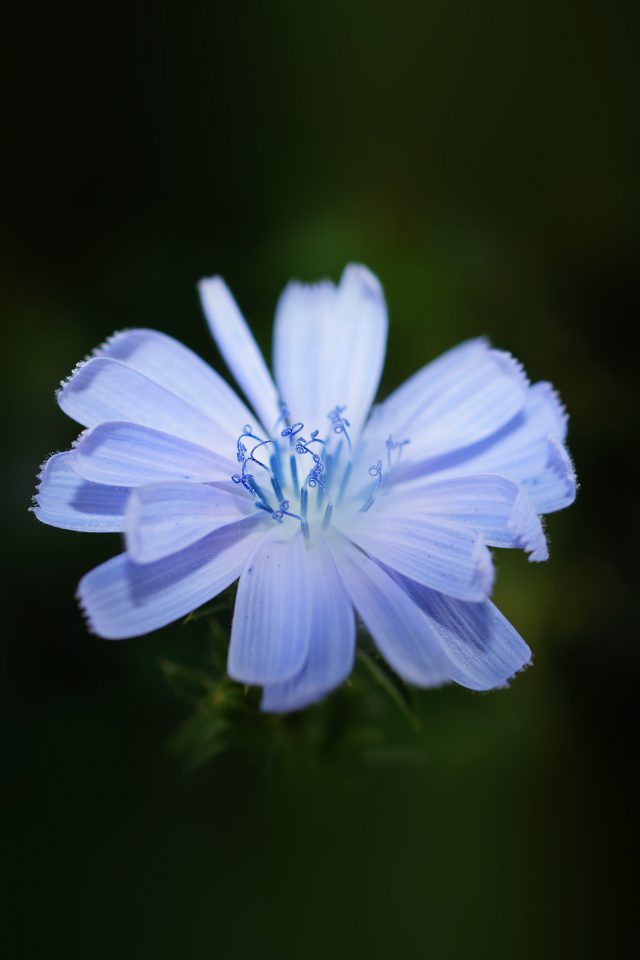Flower Blue Spring New Life Nature Dark Android wallpaper